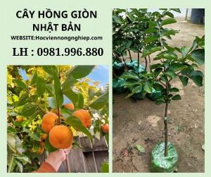 Cây hồng giòn Nhật Bản cây choai -cây cho kinh tế cao