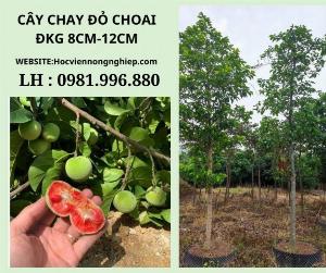 Cây chay đỏ to -cây siêu đẹp -cây chuẩn giống F1