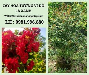 Cây hoa tường ci đỏ lá xanh -Cây cho hoa siêu đẹp