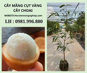 Cây măng cụt vàng choai -cây cho năng suất cao -cây chuẩn giống 100%