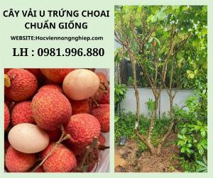 Cây vải u trứng choai -cây cho cho siêu nhiều trái