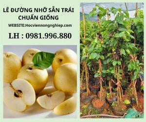 Cây lê đường sẵn trái -cây chuẩn giống