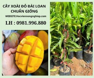 Cây xoài dỏ Đài Loan -cây cho năng suất cao -Chuẩn giống F1