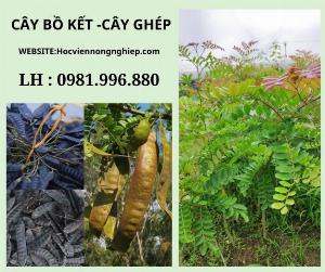 Cây vồ kết ghép -chuyen cung cấp các giống cây chuẩn F1