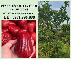 Cây roi đỏ an phước ((mận đỏ)