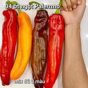 HẠT GIỐNG ỚT NGỌT KHỔNG LỒ SWEET PALERMO  MIX MÀU