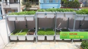 Chậu trồng rau sạch hữu cơ Nhật Bản, phân trùn quế