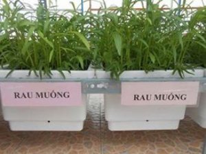 Chậu trồng rau sạch hữu cơ Nhật Bản, phân trùn quế