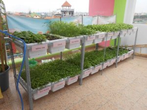 Chậu trồng rau sạch thông minh
