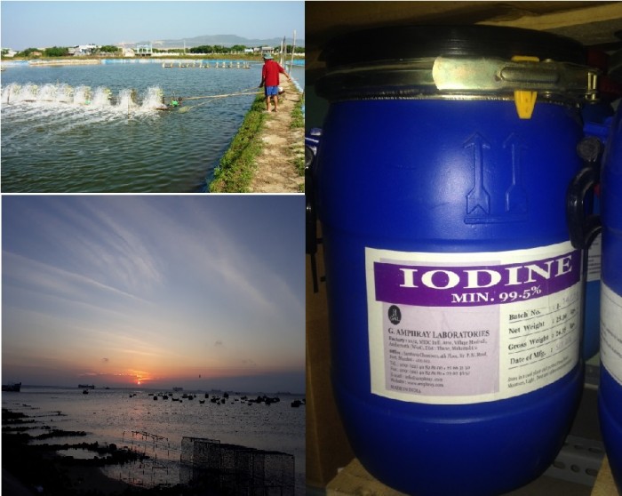 Sử dụng Iodine trong nuôi trồng thủy sản