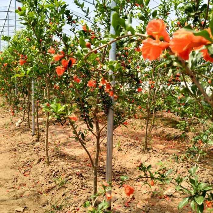 Nơi bán cây giống lựu đỏ lùn Ấn Độ uy tín, chất lượng tại Hà Nội