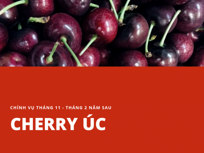 Cherry Úc vào tháng mấy