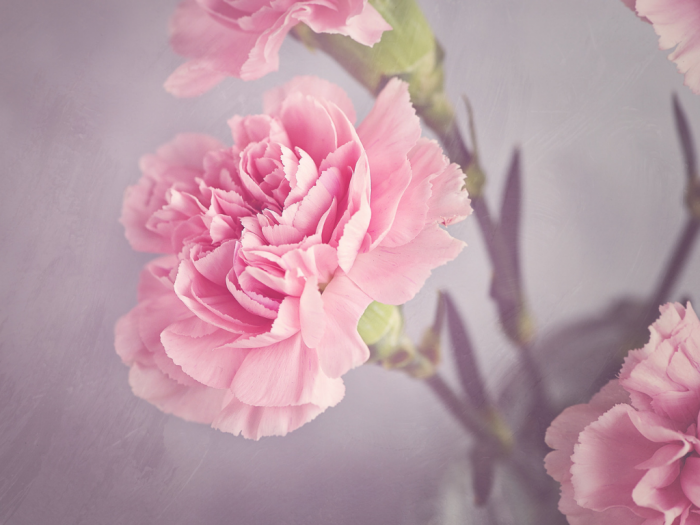 Cây hoa cẩm chướng là một cây cảnh đẹp, mang vẻ đẹp của những bông hoa tím nhỏ xinh và lá xanh mơn mởn. Nó có tác dụng thanh lọc không khí, giúp bạn có một môi trường sống trong lành hơn, tươi mới hơn.