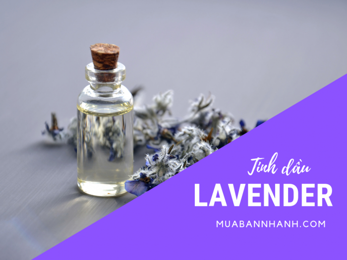 Tinh dầu oải hương Lavender