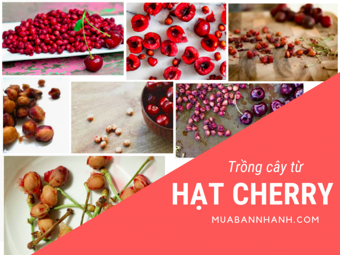 Hạt giống Cherry mua ở đâu - Cách trồng Cherry từ hạt tươi, cách ươm hạt giống Cherry