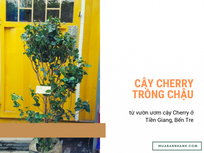 Bán cây Cherry trồng chậu - giống cây Cherry lùn để ban công chung cư, sân thượng nhà phố