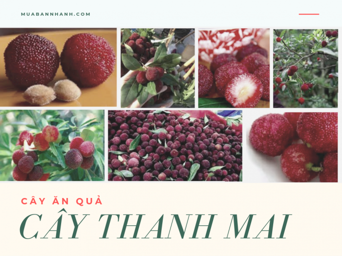 Bán cây thanh mai giống - cây thanh mai ăn quả kèm tài liệu hướng dẫn kỹ thuật trồng, cách chăm sóc