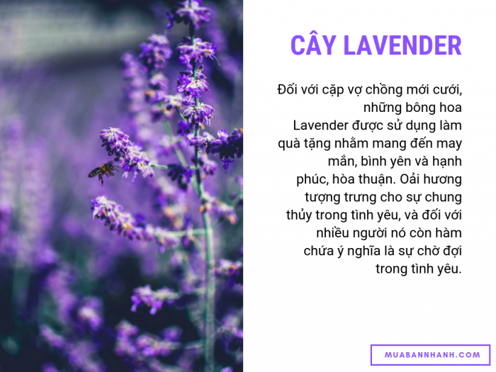 Cây Lavender