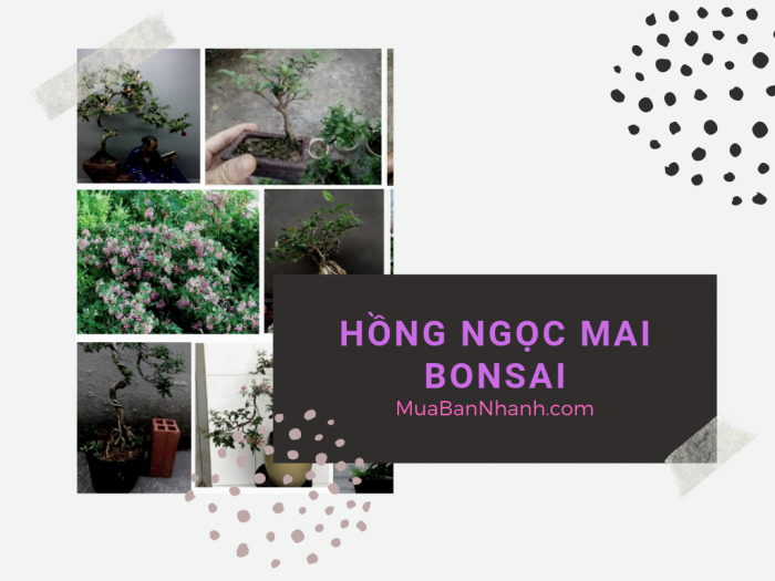 Mua bán cây hồng ngọc mai bonsai, hồng ngọc mai ôm đá tại làng hoa Gò Vấp TPHCM - thông tin từ MuaBanNhanh