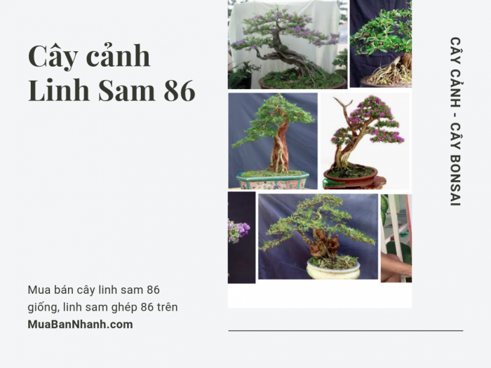 Cây cảnh linh sam 86