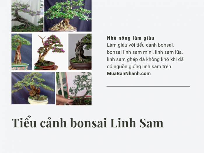 Làm giàu với tiểu cảnh bonsai, bonsai linh sam mini, linh sam lũa, linh sam ghép đá không khó khi đã có nguồn giống linh sam trên MuaBanNhanh