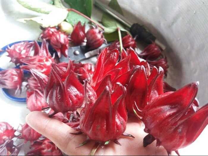 Hoa Atiso đỏ