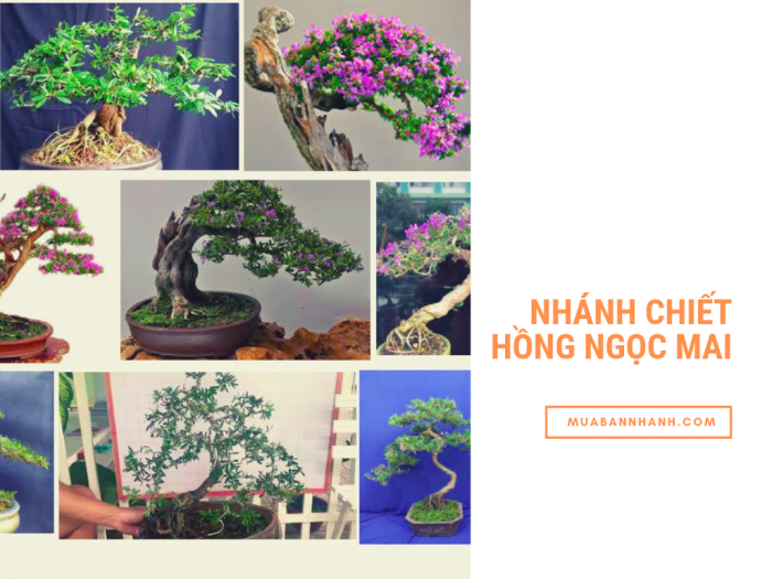 Mua bán nhánh chiết hồng ngọc mai bonsai - kinh nghiệm nhân giống cây hồng ngọc mai, giâm cành hồng ngọc mai từ nhà vườn trên MuaBanNhanh