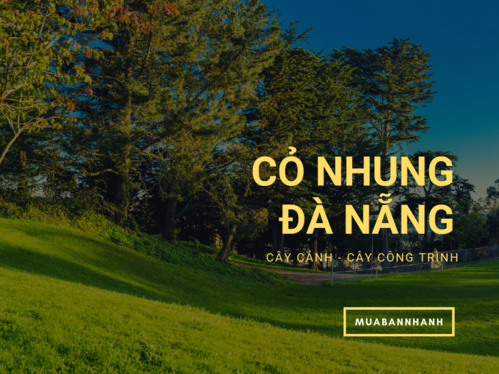 Mua cỏ nhung Nhật ở Đà Nẵng - thảm cỏ tự nhiên cho khách sạn, nhà hàng, sân golf