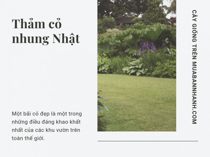 Làm giàu từ trồng cỏ nhung Nhật - loại cỏ nhà giàu sân vườn vila, biệt thự, resort có bán tại MuaBanNhanh