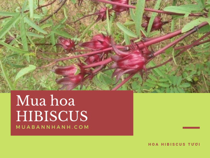 Địa chỉ mua hoa Hibiscus ở đâu TPHCM - nhà bán buôn hoa atiso đỏ trên MuaBanNhanh