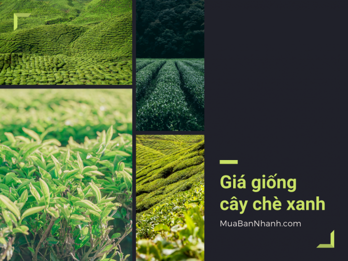 Giá giống cây chè xanh, mua giống cây trà xanh ở TPHCM trên MuaBanNhanh