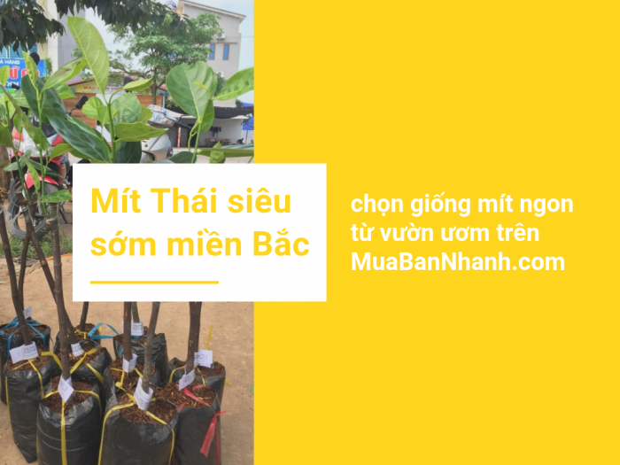 Mô hình trồng mít Thái siêu sớm ở miền Bắc - chọn giống mít ngon từ vườn ươm trên MuaBanNhanh