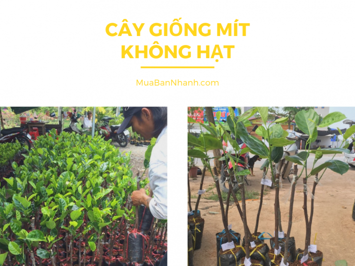 Mua bán cây giống mít không hạt - Tham khảo mô hình trồng mít không hạt - Trần Minh Mẫn, Ba Láng, Cái Răng, Cần Thơ