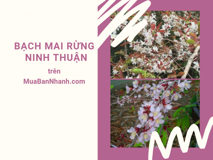 Bán cây bạch mai rừng Ninh Thuận - chia sẻ cách trồng bạch mai rừng từ nhà vườn trên MuaBanNhanh