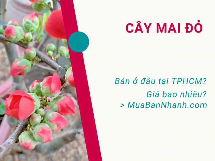 Cây mai đỏ bán ở đâu TPHCM - Cập nhật hoa mai đỏ giá bao nhiêu trên MuaBanNhanh