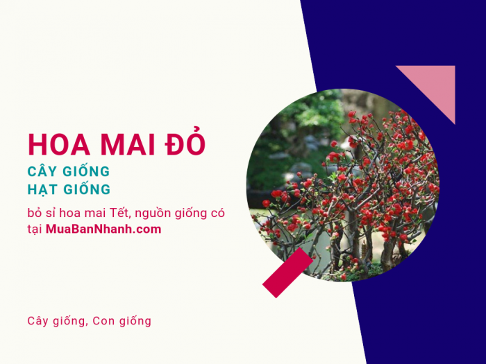 Bán cây giống hoa mai đỏ, hạt giống hoa mai đỏ cho nhà vườn trồng, bỏ sỉ hoa mai Tết, nguồn giống có tại MuaBanNhanh