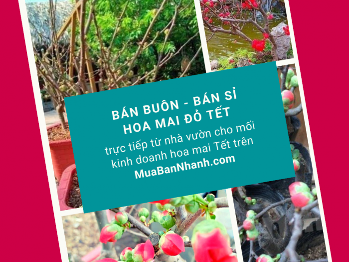 Bán buôn hoa mai đỏ, cây mai đỏ giá sỉ TPHCM trực tiếp từ nhà vườn cho mối kinh doanh hoa mai Tết trên MuaBanNhanh