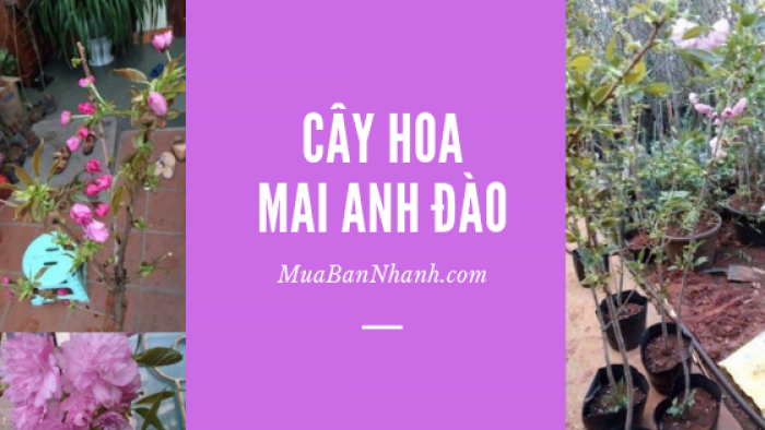 Cây hoa mai anh đào trên MuaBanNhanh