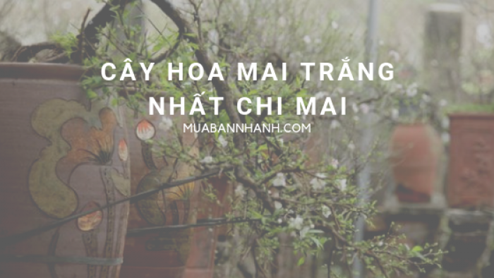 Hoa mai trắng