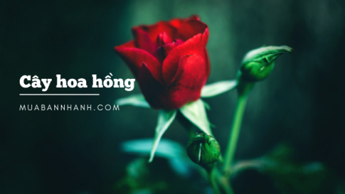 Làm giàu từ trồng hoa hồng