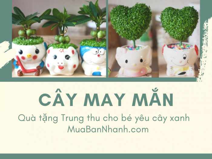 Cây may mắn - Quà tặng cây cảnh, hoa cảnh Trung Thu cho bé trên MuaBanNhanh