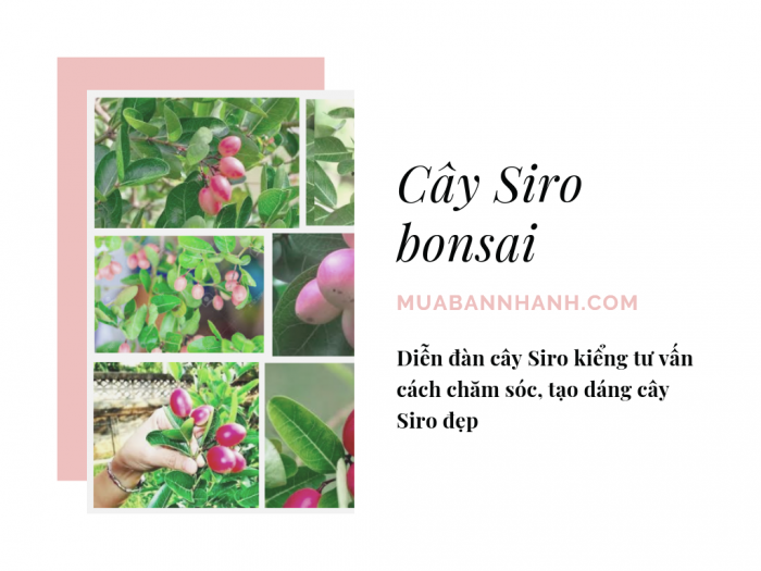Cây Siro bonsai bán ở đâu? Diễn đàn cây Siro kiểng tư vấn cách chăm sóc, tạo dáng cây Siro đẹp