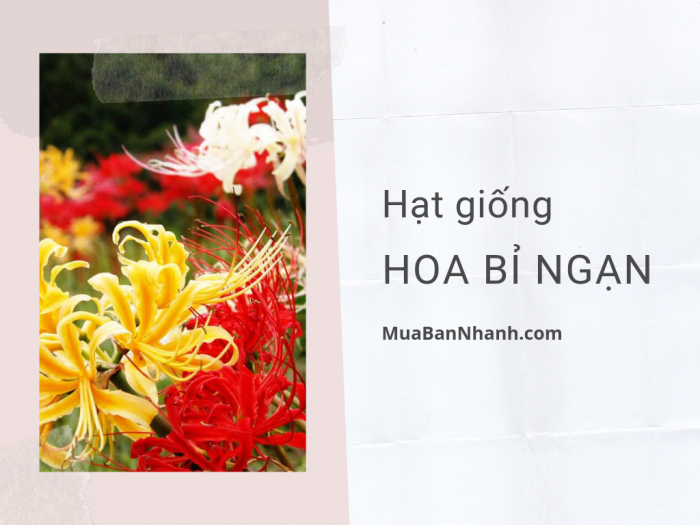 Mua bán hạt giống hoa bỉ ngạn TPHCM từ nhà vườn trên MuaBanNhanh - Cách trồng hoa bỉ ngạn bằng hạt