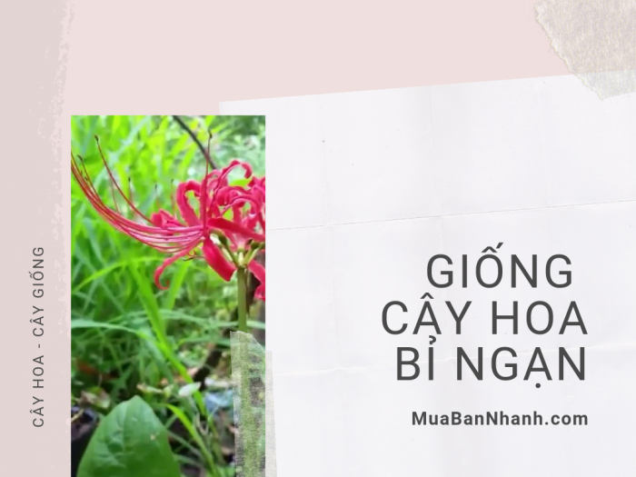 Địa chỉ mua bán giống cây hoa bỉ ngạn - Tư vấn cách trồng cây hoa bỉ ngạn từ nhà vườn trên MuaBanNhanh