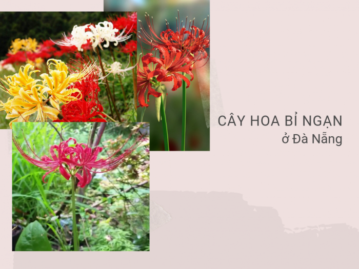Tìm mua hạt giống hoa bỉ ngạn Đà Nẵng từ nhà vườn trên MuaBanNhanh - Nơi bán hạt giống hoa bỉ ngạn chất lượng