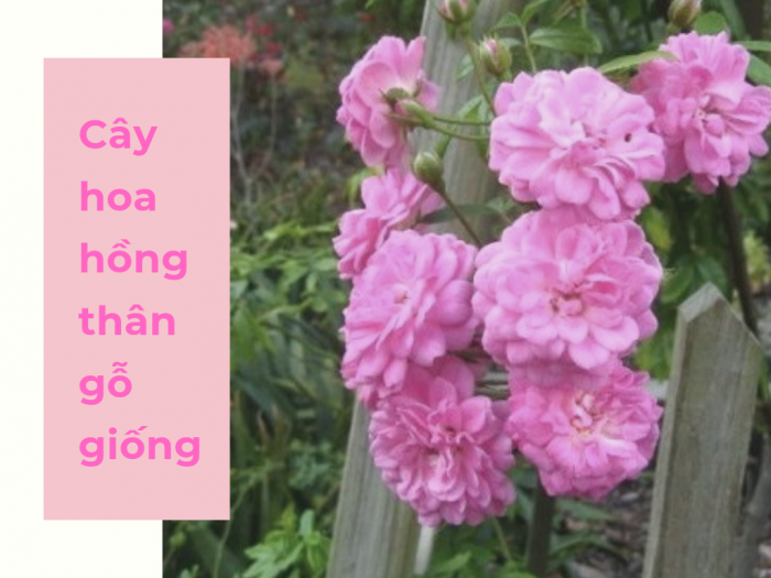 Cây hoa hồng thân gỗ giống - mua cây giống hoa hồng thân gỗ ở đâu TPHCM