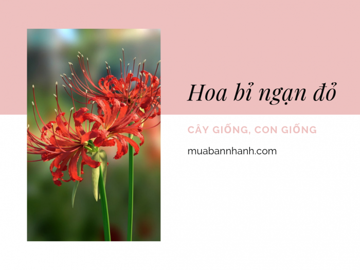 Đặt mua giống hoa bỉ ngạn đỏ từ vườn ươm trên MuaBanNhanh - Hoa bỉ ngạn trồng như thế nào? Cách nhân giống hoa bỉ ngạn