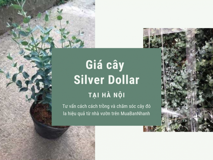 Giá cây silver dollar Hà Nội trên MuaBanNhanh