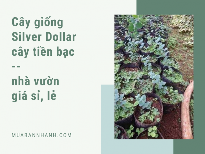 Bán cây silver dollar giá lẻ, giá sỉ từ nhà vườn trên MuaBanNhanh