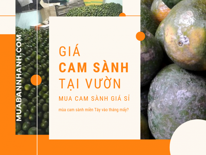Giá cam sành mua tại vườn - cộng đồng nhà vườn trái cây Việt Nam trên MuaBanNhanh